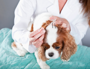 acupuntura-veterinaria.png
