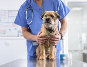 endoscopia-veterinaria.jpg