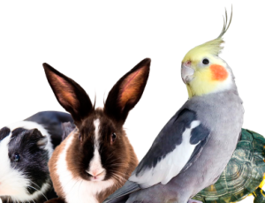 especialista-em-animais-silvestres-e-exoticos.png