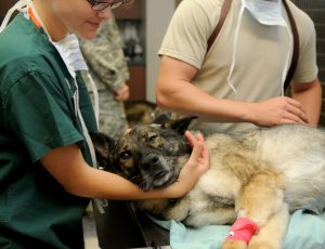 neurologista-veterinario-scaled.jpg