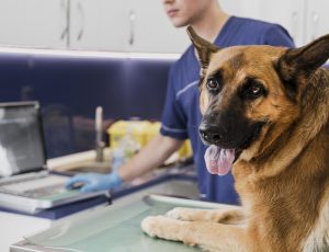 oncologia-veterinaria_artigo.jpg