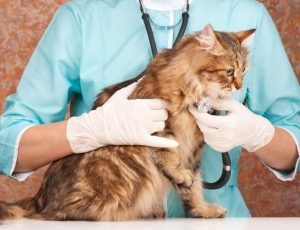 veterinario-cardiologista.jpg